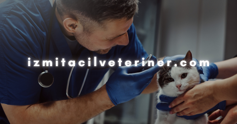 İzmit Veteriner Hizmetleri 1 tanitim 2025 10 28T024704.653